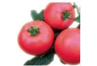 Пинк Буш F1- томат детерминантный, 1 000 семян, Sakata (Саката) Япония фото, цена